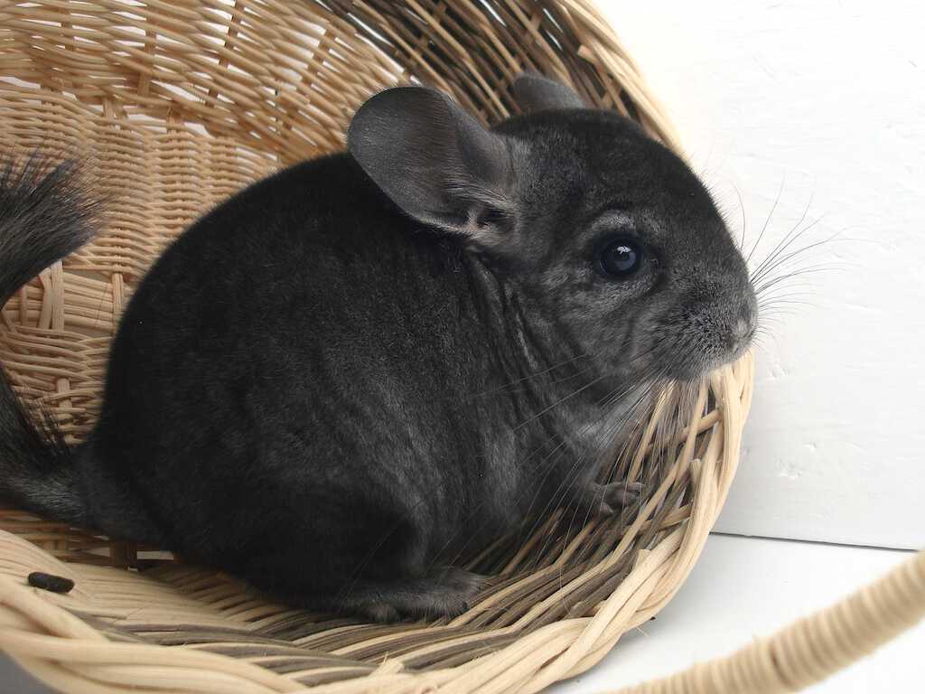 dust baths for chinchillas