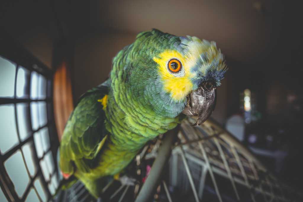 indoor bird pet store in watertown wi area